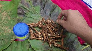 Pioneer studies on Worlds rarest mushroom Termitomyces gomantakiensis from Mapusa market samples [upl. by Feldstein92]