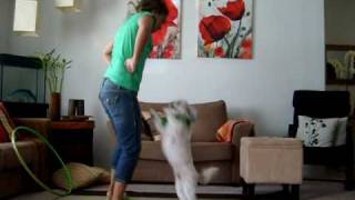 Dancing Dog  Shih tzu [upl. by Claudetta]