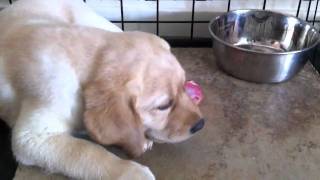 Labrador 8wk old pup eating raw food chicken [upl. by Arenahs530]