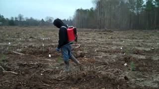 Pine Tip Moth Treatment Greeleyville SC [upl. by Botti438]