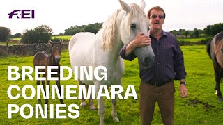 Visiting Cashelbay Connemara Pony Stud  RIDE [upl. by Armando]