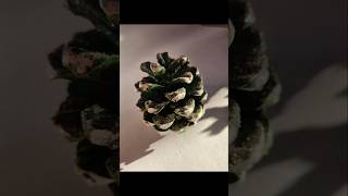 Decorated pinecones DIY pineconesacrylicsartworkcreativeideasshorts [upl. by Alakam]