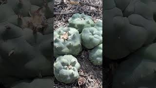 Perfect Lophophora diffusa specimen in habitat right where it belongs Looks like a cultivar right [upl. by Naes749]