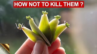 10 TIPS amp TRICKS TO GROWING SUCCULENTS AND CACTI  SUCCULENT CARE TIPS [upl. by Notsrik]