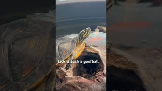 Yellow Ear Slider Turtle Basking [upl. by Steele]