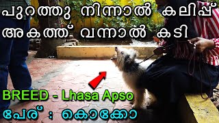 🤬കുര നിര്‍ത്തുന്നില്ല  8 month Old Lhasa Apso with Aggression  dog continuous barking at visitors [upl. by Annas272]