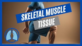 Overview of Skeletal Muscle Tissue [upl. by Drofyar187]