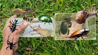 catch diving beetle mint beetle weevil beetle tiger beetle assassin bug jump spider snail [upl. by Lemmor517]