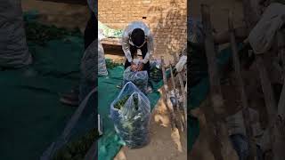 Karela BSF RUSAN farming review videoshrtsvideo viral [upl. by Ardnasal]