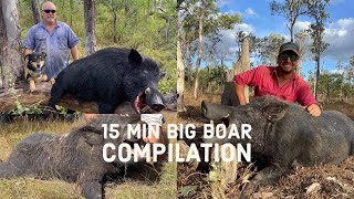 Wild Boar Fever 15 minute Compilation [upl. by Seumas582]