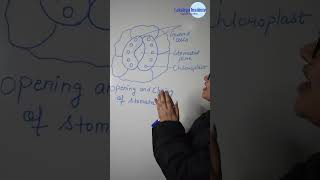 Stomata  Opening and Closing of Stomata  Class 10  Biology  CBSE Board Learn fast [upl. by Vitkun500]