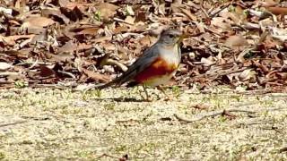 野鳥：カラアカハラ 3 雄／Wild Birds Greybacked Thrush 3 Male [upl. by Gnod]