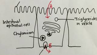 61 Absorption in the Ileum [upl. by Durgy206]