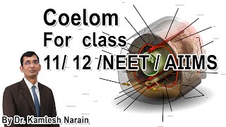 Coelom FOR class 11 12 NEET  AIIMS By DR KAMLESH NARAIN [upl. by Treborsemaj]