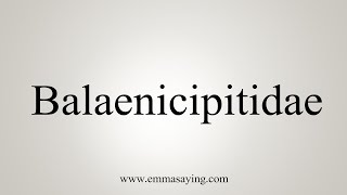 How To Say Balaenicipitidae [upl. by Loats]