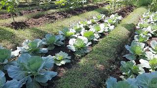 welltop cabbage at encarnacion farm [upl. by Dream179]