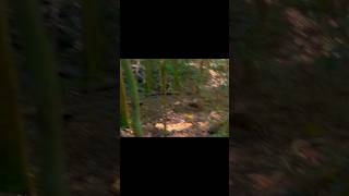 Conondale NP  Potteroo wildlife speedy fast queensland potteroo [upl. by Heydon]