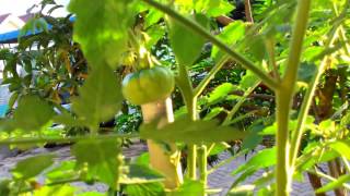 Growing costoluto genovese tomato [upl. by Idner]