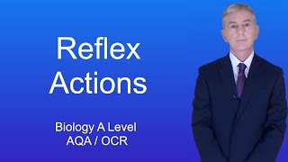 A Level Biology Revision Year 13 quotReflex Actionsquot [upl. by Elohcin]