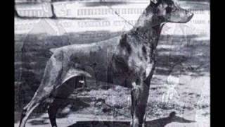 Pictorial history of the Dobermann [upl. by Cacka]