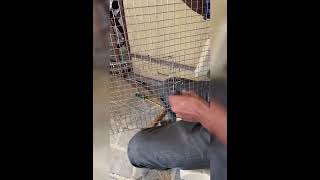 Part 3  Building Breeding Setup for Budgies ❤️❤️ birds budgis birdbreeding parrot [upl. by Yelehsa]