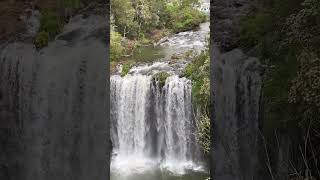 Dangar Falls cascade waterfall Dorrigo New England Region NSW [upl. by Analak698]