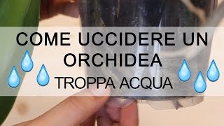 Come uccidere unOrchidea  troppa acqua [upl. by Aigroeg]