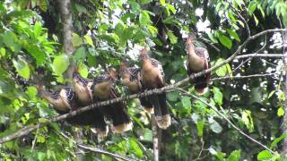 Birds of Peru Hoatzin Opisthocomus hoazin [upl. by Stretch]