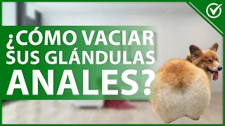 🐕 ¿Cómo Vaciar las Glándulas Anales de un Perro en casa 🤕🐕 [upl. by Llerrahs]