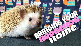 Hedgehog Care Bringing Your Hedgehog Home feat Draco [upl. by Lednew125]