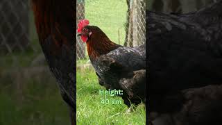 Langshan Chickens Size Eggs Lifespan and More [upl. by Llirrem]