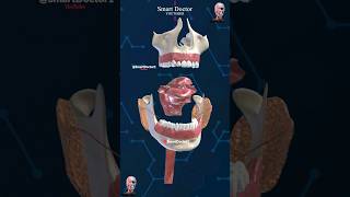 Anatomy of the mouth  Digestive Tract ⚡ [upl. by Ness196]