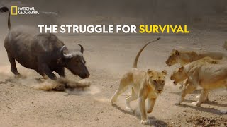 Survival in Drought  Africas Deadliest  हिंदी  S6  E3  Nat Geo Wild [upl. by Shanney342]