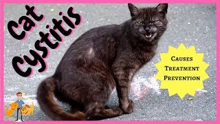 Cat Cystitis treatment symptoms  home prevention [upl. by Siraval20]