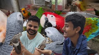 Making Employment By Rearing Birds  Cockatiels Baby Travelling Agra To Parrot Dipankar Bird Farm [upl. by Egan498]