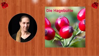 Hagebutte Naturkunde Hexengarten [upl. by Htaras]