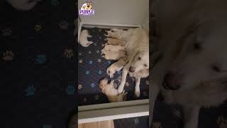 goldenretrieverpuppies nursing [upl. by Eitsym]