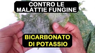 BICARBONATO DI POTASSIO ANTIFUNGINO [upl. by Nemrak]