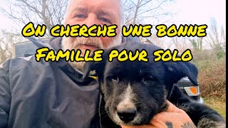 ON CHERCHE UNE FAMILLE POUR SOLO URGENT [upl. by Kcyred]