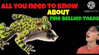 Fire Bellied Toad Care Guide  Bombina orientalis [upl. by Sydney133]