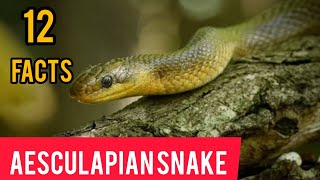 aesculapian snake pet  facts [upl. by Ap59]