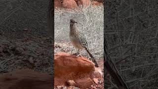 Roadrunner birds roadrunner desert wildlife adventure explore rattlesnake animals owl [upl. by Einnil919]