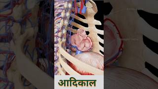 Human Physiology  Heart Valv  Heart Beat  Heart Physiology  Function of Heart shorts shortfeed [upl. by Anitram]