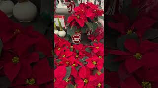 Poinsettia youtube flowers live life gardening living subscribe explorepage comment love [upl. by Maddalena]