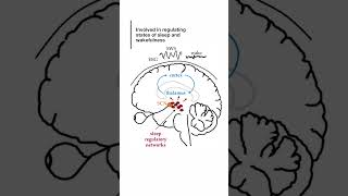 Functions of Thalamus brain anatomy humanbrain medical biology [upl. by Stevenson]