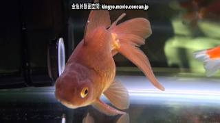 茶金第28回日本観賞魚フェア 弐歳魚の部 優勝：安藤 仁司氏持魚 [upl. by Dorsy]