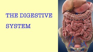 THE DIGESTIVE SYSTEM GCSE BIOLOGY [upl. by Ived]