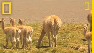 Researchers Race to Witness Vicuña Birth  National Geographic [upl. by Felise]