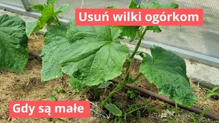 Ogórki podwiązuję i obrywam wilki [upl. by Innad819]