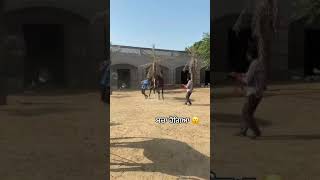 Marwari horse reaction funny horse shots best Marwadi horse princechahal1399 horseride horse enjoy [upl. by Yekcin]